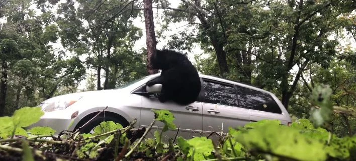 Τι συμβαίνει όταν κλειδώνεις κατά λάθος μια αρκούδα μέσα στο αυτοκίνητό σου (βίντεο)